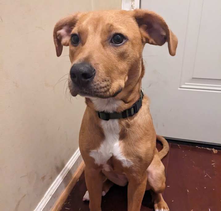 Photo of Biscuit