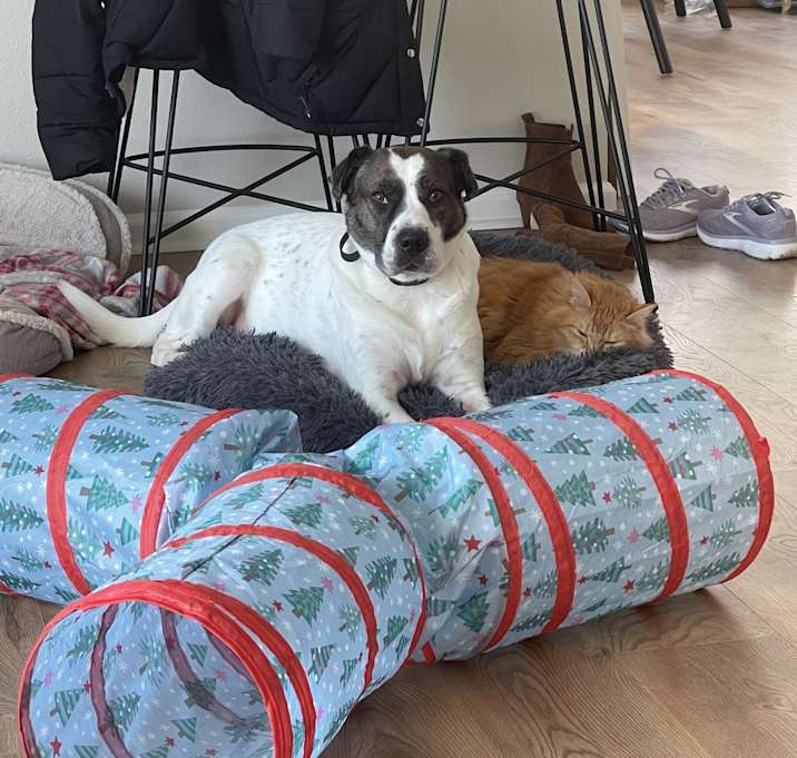 Photo of Peach