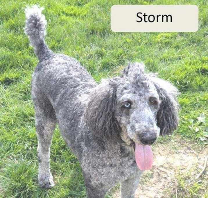 Photo of Eclipse & Storm-bonded pair