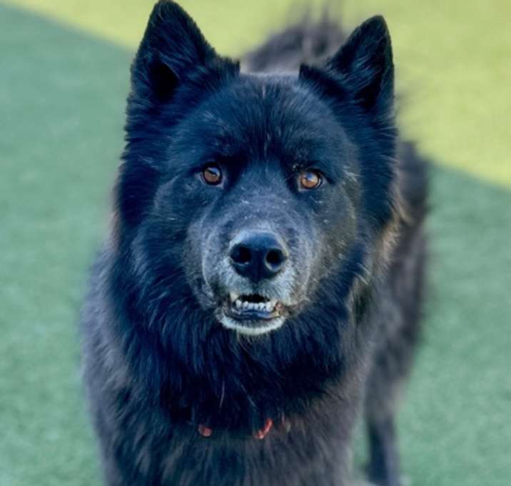 Photo of Wolf Bear
