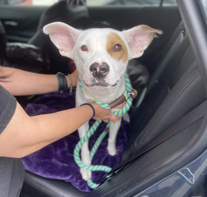 Photo of Petey