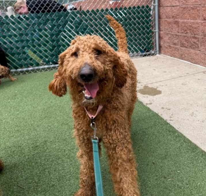 Photo of Doodle Bear