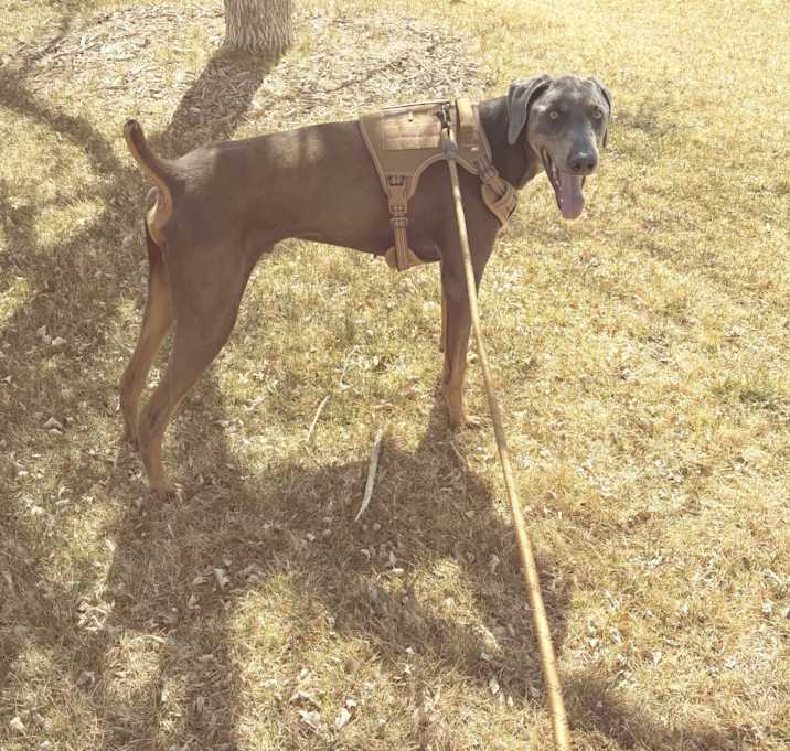 Photo of Lucky