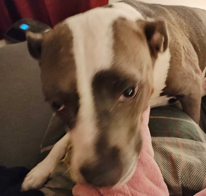 Photo of Cosmo