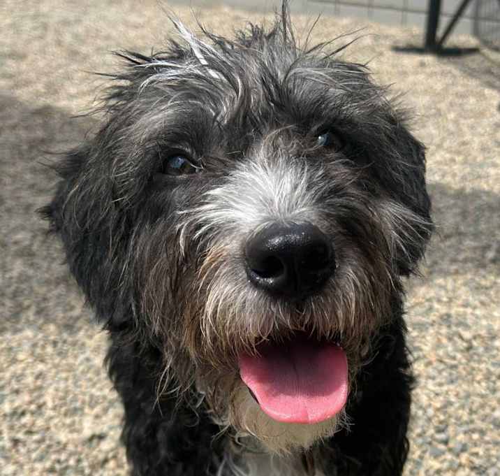 Photo of Odie