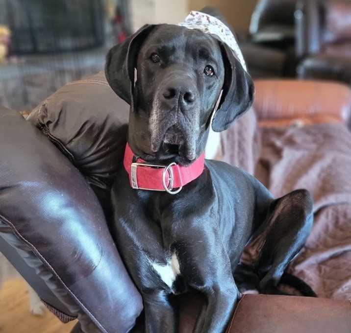 Photo of Winnie *Adoption Pending*