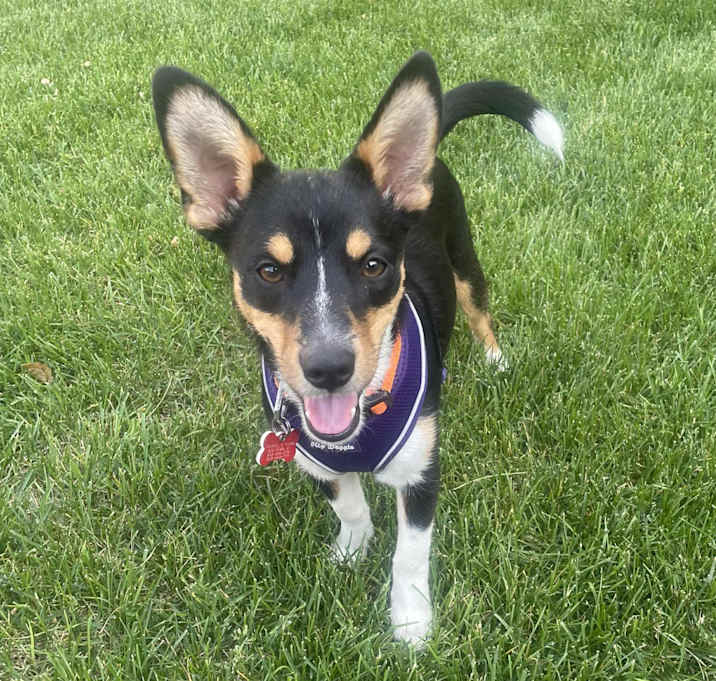 Photo of Lily