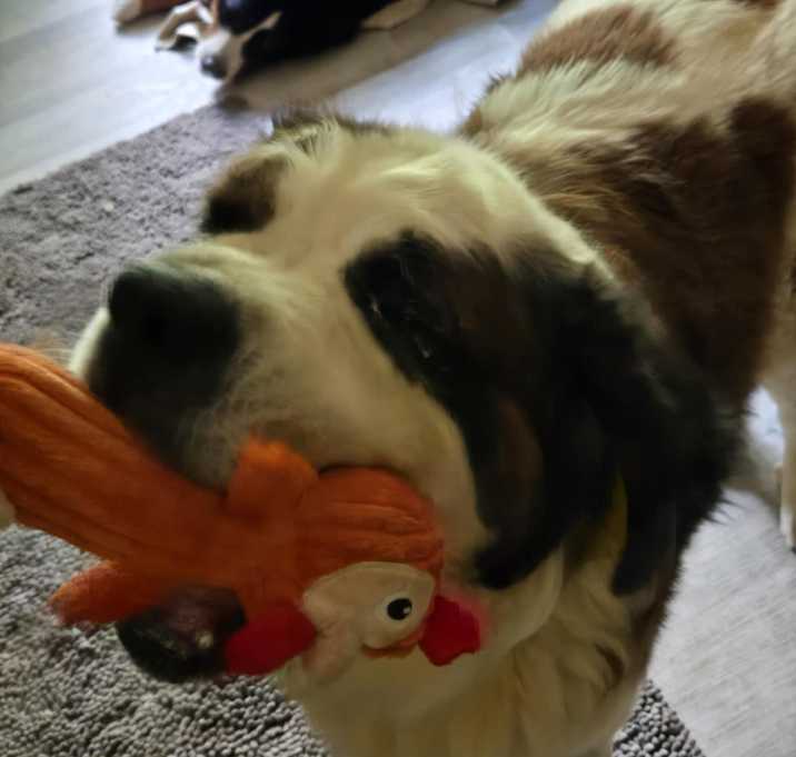 Photo of Clyde