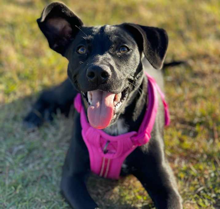 Photo of Nova