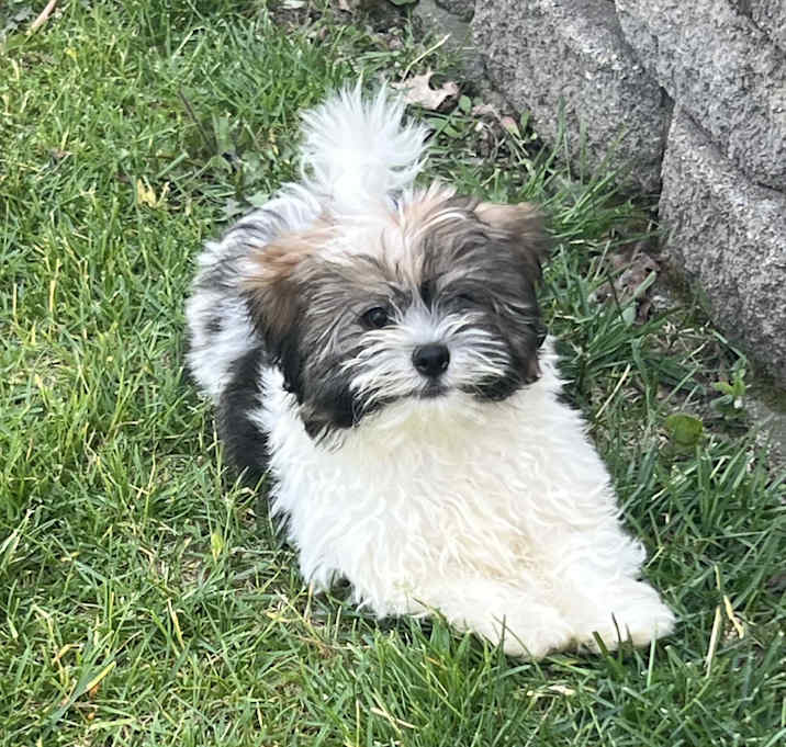 Photo of Dewey