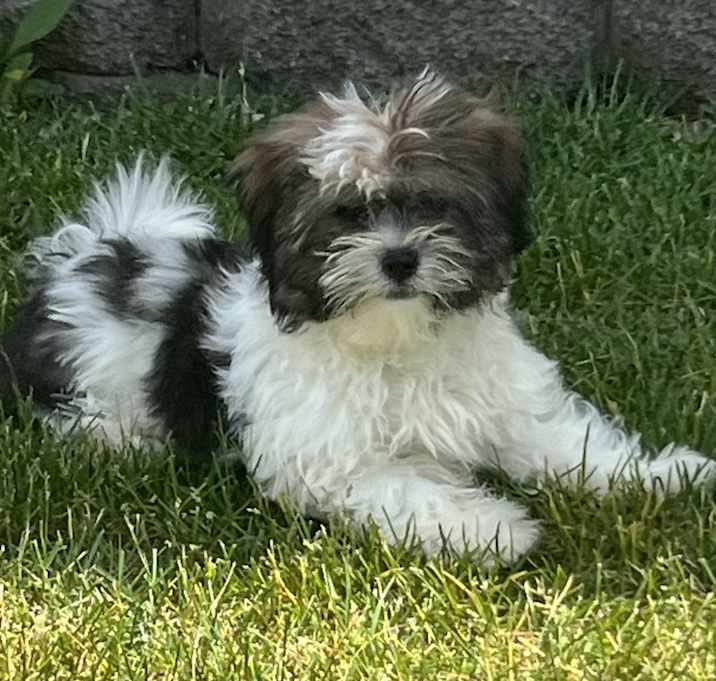 Photo of Dewey
