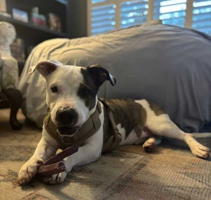 Photo of Jersey- happiest little meatball