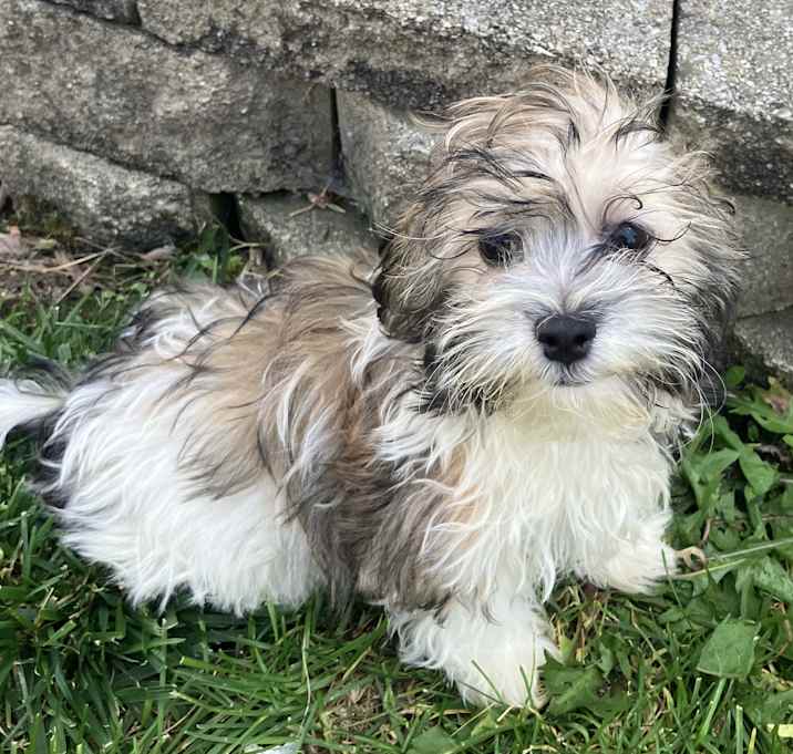 Photo of ADOPTION PENDING Dani