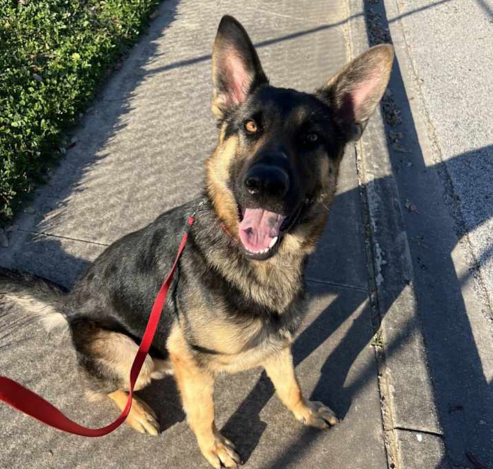 Photo of Tobi