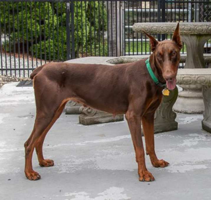 Photo of CONCETTA