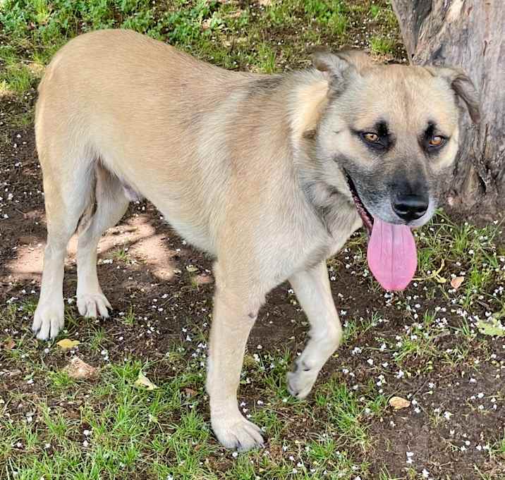 Photo of Yogi 25-06-054