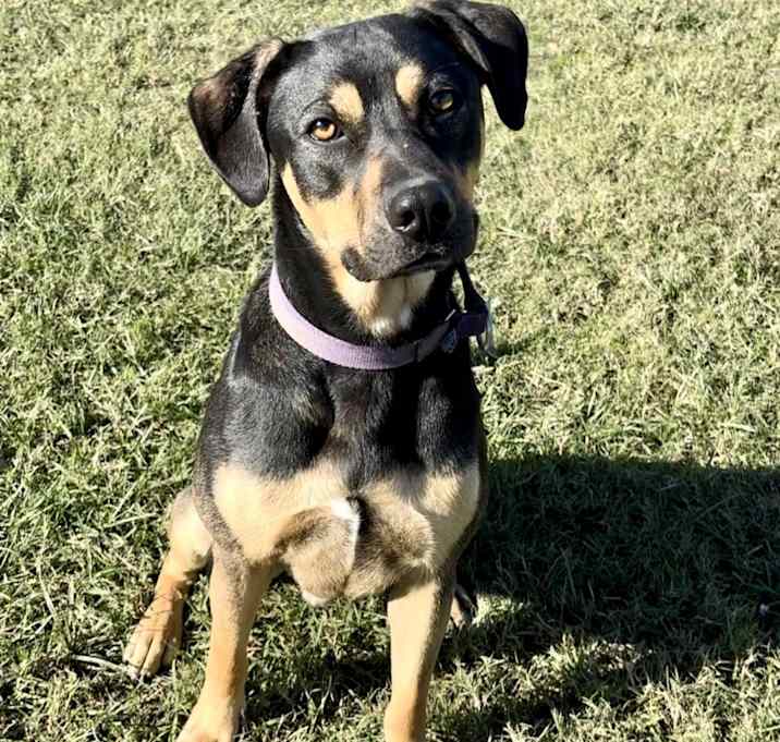 Photo of Dexter