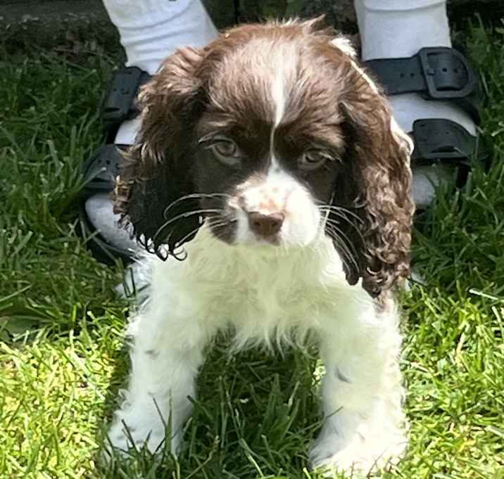 Photo of ADOPTION PENDING Dainty