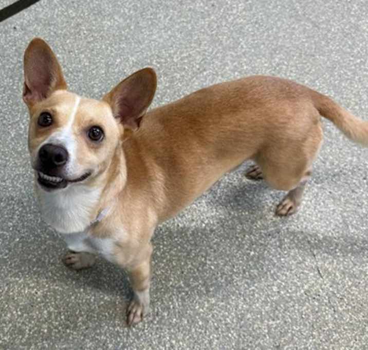 Photo of Skippy