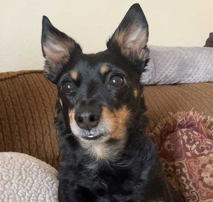 Photo of Ollie
