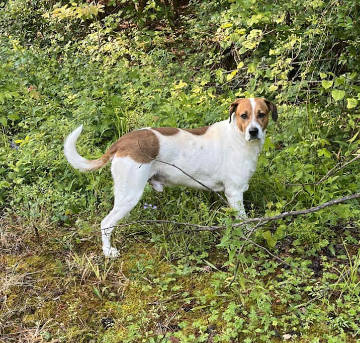 Photo of Tucker