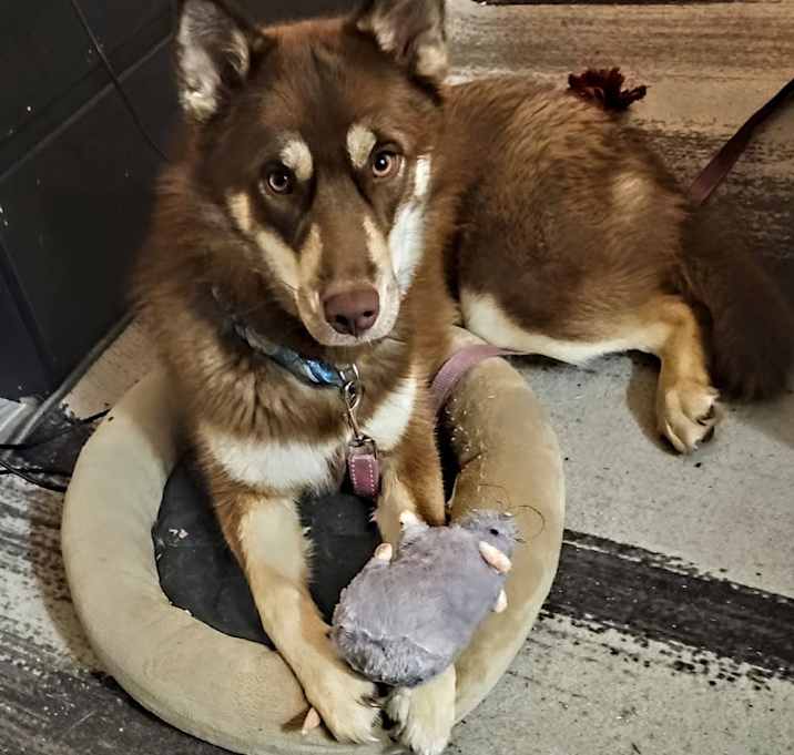 Photo of Luna