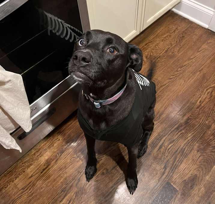 Photo of Saphira