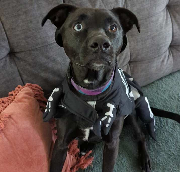 Photo of Saphira