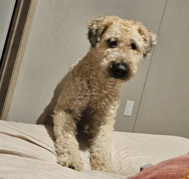 Photo of Rex