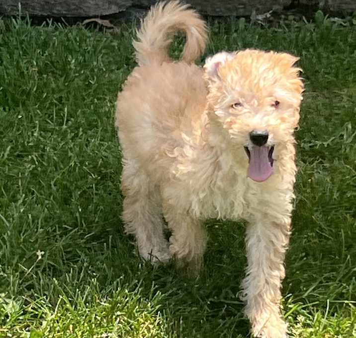 Photo of Dolly