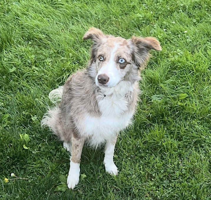 Photo of Dolly