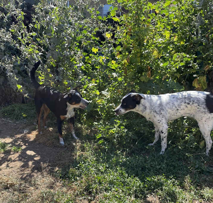 Photo of Shade and Shadow (2 dogs-1 male, 1 female--siblings)