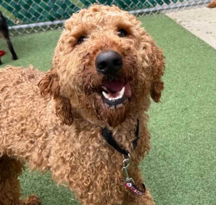 Photo of Goober