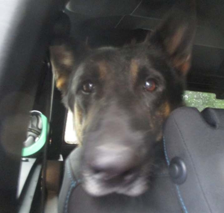 Photo of SARGE