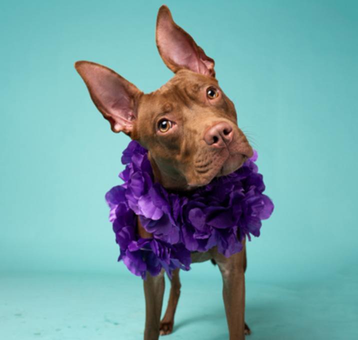 Photo of Brandy