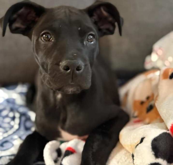 Photo of Roxie
