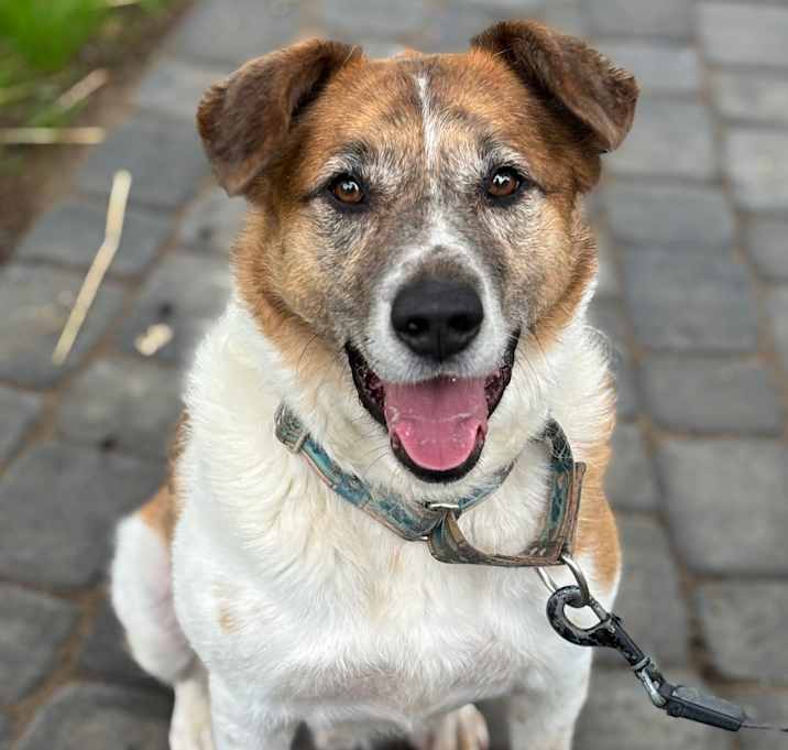 Photo of Bronco
