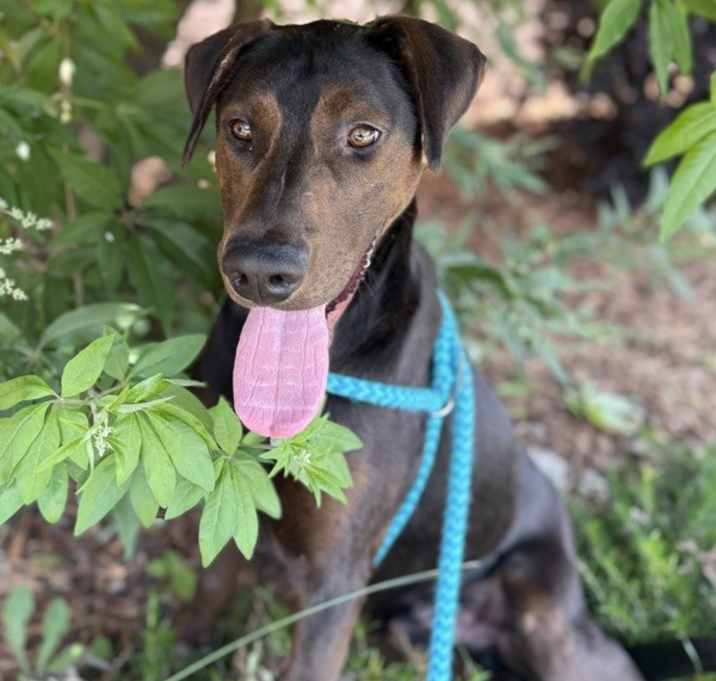 Photo of Dobby
