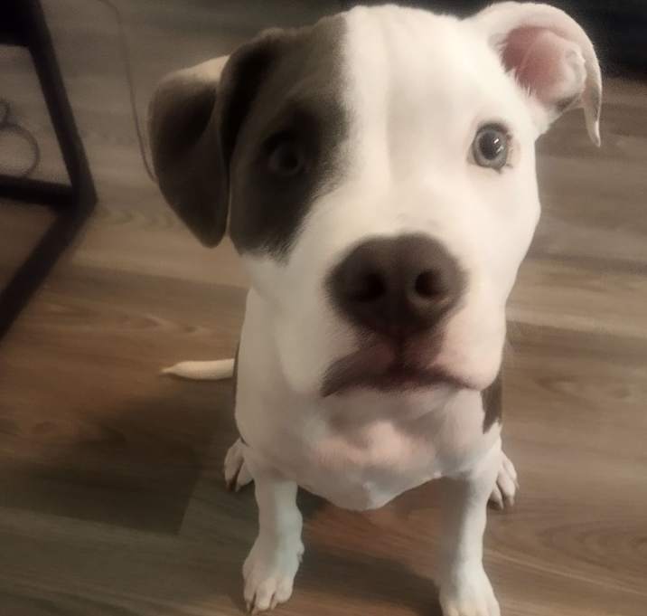 Photo of Petey