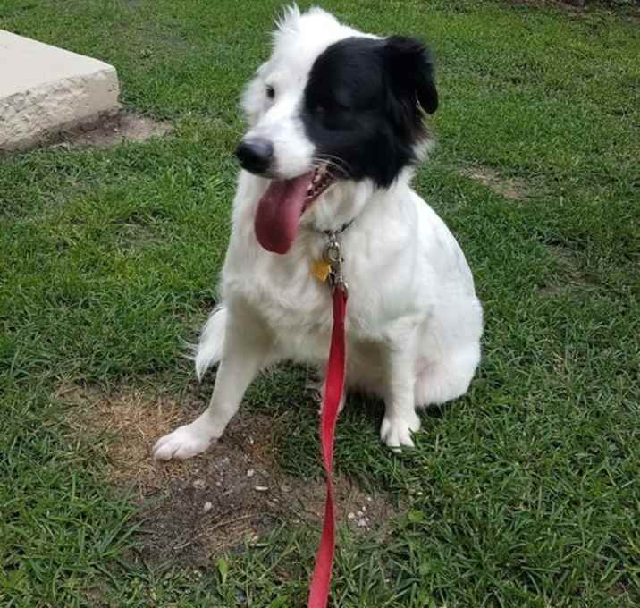 Photo of Petey (Peter)