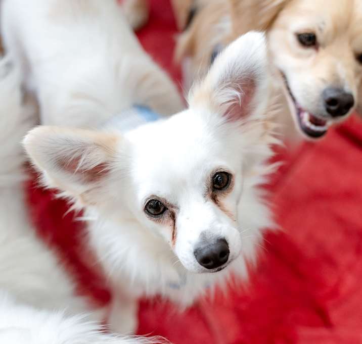 Photo of Snowy