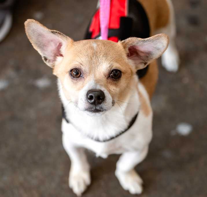 Photo of Bagel