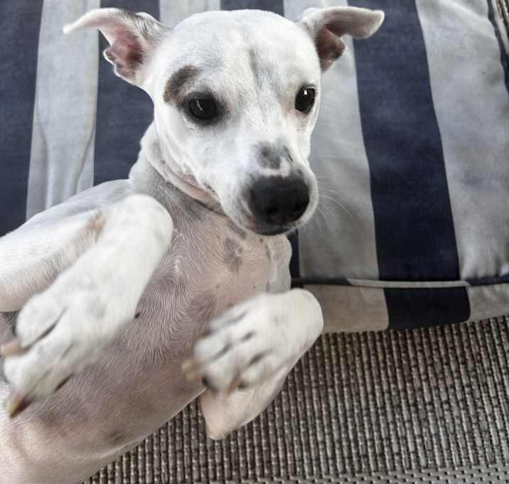 Photo of piggy