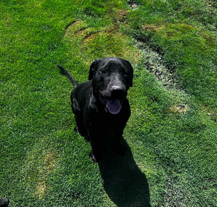 Photo of Shadow