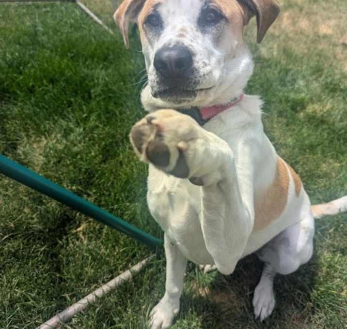 Photo of Sweet Pickle