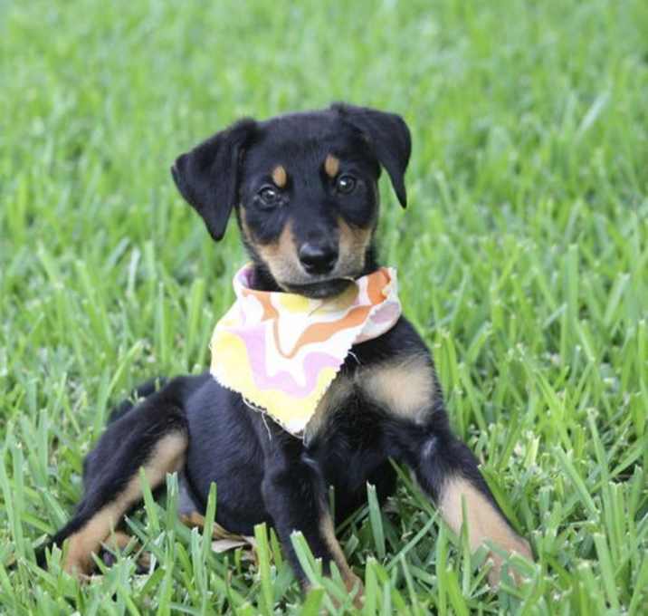 Photo of Sparkles