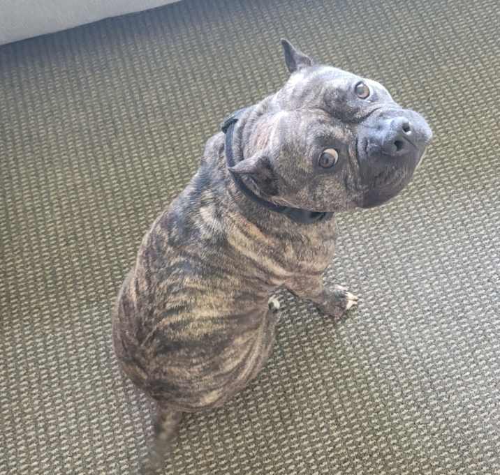 Photo of Mocha