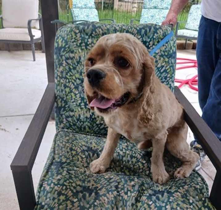 Photo of Nugget