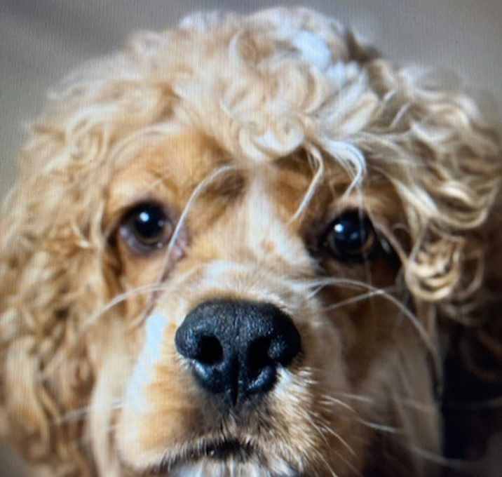 Photo of Nugget