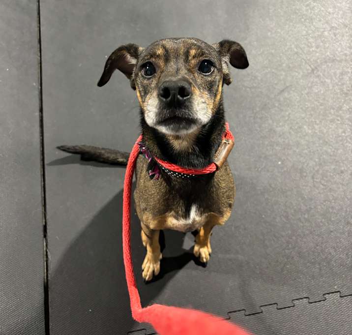 Photo of Rosie